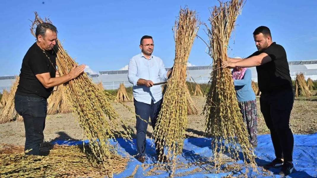 Manavgat’ın Altın Susamı 5 Yıldızlı Otellerin Mutfağını Süslüyor 6